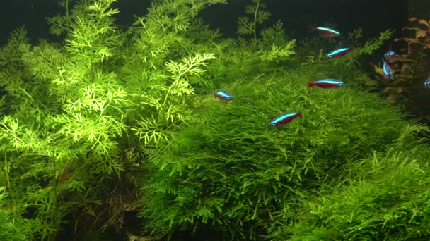 Kleine Heldere Neons Kudde Groep Prachtige Vissen Zwemmen Het Aquarium — Stockvideo