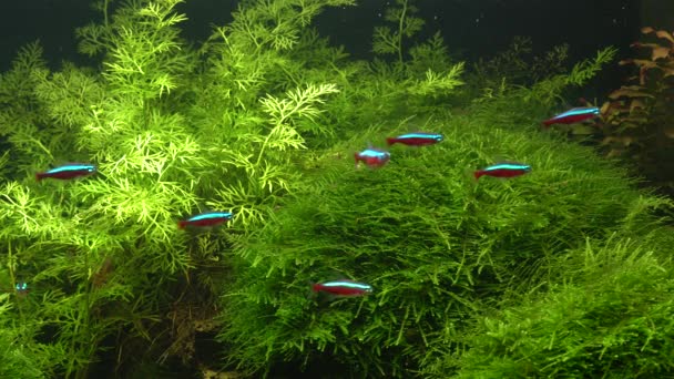 Маленькі Яскраві Нейрони Група Зграй Красиві Риби Які Плавають Акваріумі — стокове відео