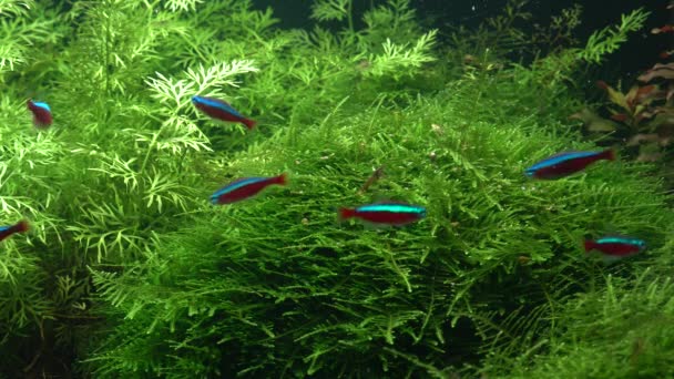 Kleine Heldere Neons Kudde Groep Prachtige Vissen Zwemmen Het Aquarium — Stockvideo