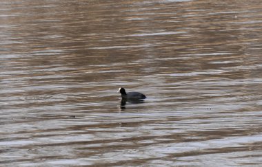 Küçük su kuşları nehirde yüzer. Kafasında beyaz derili, siyah tüylü bir kuş. Avrasyalı guguk kuşu Fulica atra. Vahşi doğada kuş yaşamı.