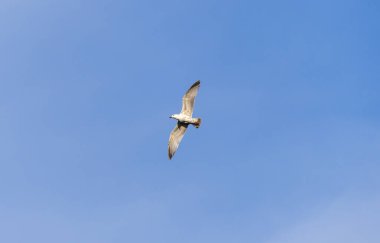 Rivermartı mavi gökyüzünde yükselir. Martı kanatları rüzgara karşı genişçe açılır. Vahşi doğada kuş yaşamı. Özgürlük kavramı.