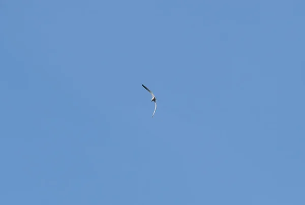 Rivergull Ragt Hoch Den Blauen Himmel Möwenflügel Breiten Sich Wind — Stockfoto