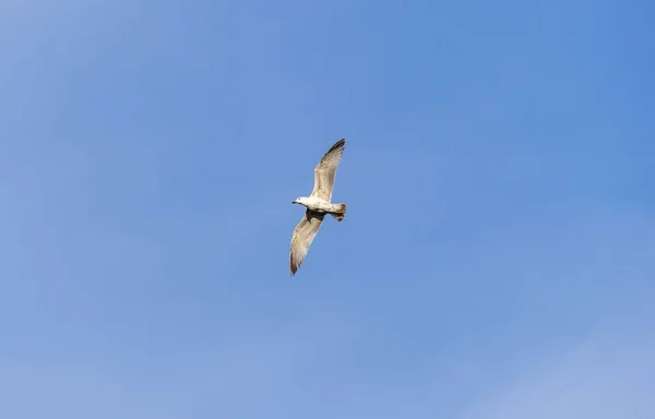 Rivergull Soars High Blue Sky Seagull Fly Wings Spread Wide — Stock Photo, Image