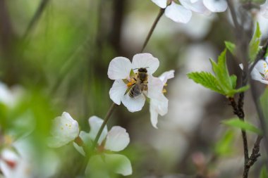 Bahar mevsiminde bahçede kiraz çiçekleri açan bal arısı. Böcek nektar toplar ve polen yayar. Apiculture. Güneşli bir günde, meyve ağacının dalları ve taze yeşil yapraklar..