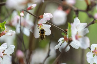 Bahar mevsiminde bahçede kiraz çiçekleri açan bal arısı. Böcek nektar toplar ve polen yayar. Apiculture. Güneşli bir günde, meyve ağacının dalları ve taze yeşil yapraklar..