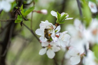 Bahar mevsiminde bahçede kiraz çiçekleri açan bal arısı. Böcek nektar toplar ve polen yayar. Apiculture. Güneşli bir günde, meyve ağacının dalları ve taze yeşil yapraklar..