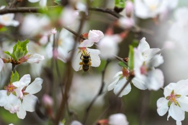 Bahar mevsiminde bahçede kiraz çiçekleri açan bal arısı. Böcek nektar toplar ve polen yayar. Apiculture. Güneşli bir günde, meyve ağacının dalları ve taze yeşil yapraklar..