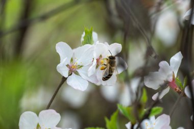Bahar mevsiminde bahçede kiraz çiçekleri açan bal arısı. Böcek nektar toplar ve polen yayar. Apiculture. Güneşli bir günde, meyve ağacının dalları ve taze yeşil yapraklar..
