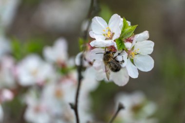 Bahar mevsiminde bahçede kiraz çiçekleri açan yaban arısı. Böcek nektar toplar ve polen yayar. Apiculture. Güneşli bir günde, meyve ağacının dalları ve taze yeşil yapraklar..