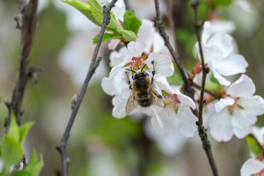 Bahar mevsiminde bahçede kiraz çiçekleri açan yaban arısı. Böcek nektar toplar ve polen yayar. Apiculture. Güneşli bir günde, meyve ağacının dalları ve taze yeşil yapraklar..