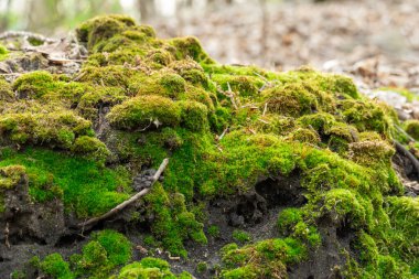 Yeşil genç yosunlar doğada. Ormanda güzel otlar yetişir. Toprak yığını yoğun bitkilerle kaplıdır. Moss dünyanın en yaşlı sakini. Bataklıklar.