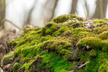 Yeşil genç yosunlar doğada. Ormanda güzel otlar yetişir. Toprak yığını yoğun bitkilerle kaplıdır. Moss dünyanın en yaşlı sakini. Bataklıklar.