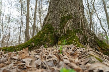 Yeşil genç yosunlar doğada. Gövde yoğun bitkilerle kaplıdır. Ormanda güzel otlar yetişir. Moss dünyanın en yaşlı sakini. Bataklıklar.