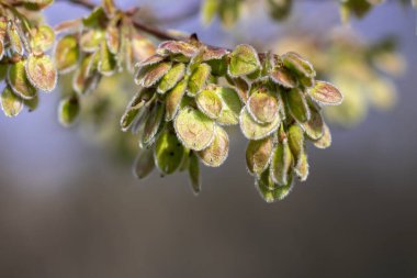 Tomurcukla dalların kaybolması. Baharda genç ve güzel bir ağaç. Doğada güzellik. Flora desenli doğa dokusu arka planı.