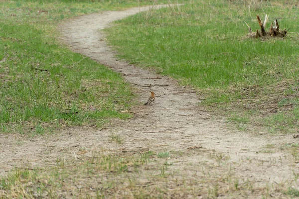 春天里 Hoopoe在绿草上散步 美丽的小橙色的鸟 长着狭窄的喙和尖峰 栖息在草地上 美丽的尤拉西亚乌普帕时代 野生鸟类 — 图库照片