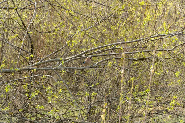 Jay Sits Branch Tree Springtime Nice Small Bright Bird Colored — Fotografia de Stock