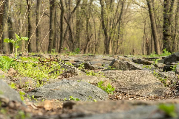 Πέτρινος Χωματόδρομος Στο Φυλλοβόλο Δάσος Την Άνοιξη Φυσικό Πεζοδρόμιο Πέτρες — Φωτογραφία Αρχείου