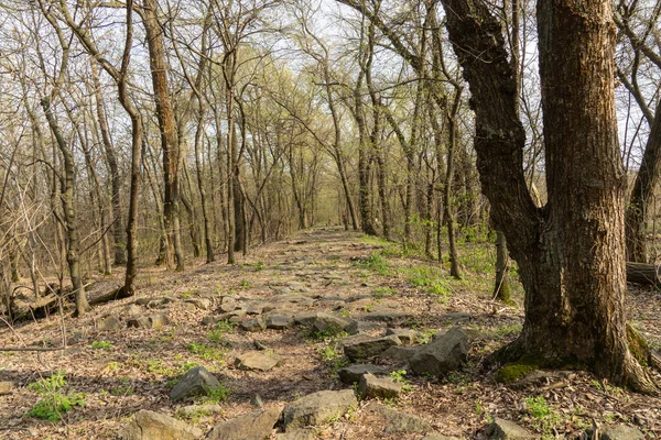 Πέτρινος Χωματόδρομος Στο Φυλλοβόλο Δάσος Την Άνοιξη Φυσικό Πεζοδρόμιο Πέτρες — Φωτογραφία Αρχείου