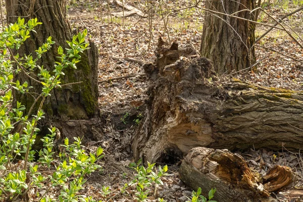 Padlý Kmen Starého Stromu Velké Zádrhele Lese Rostlina Průběhu Času — Stock fotografie