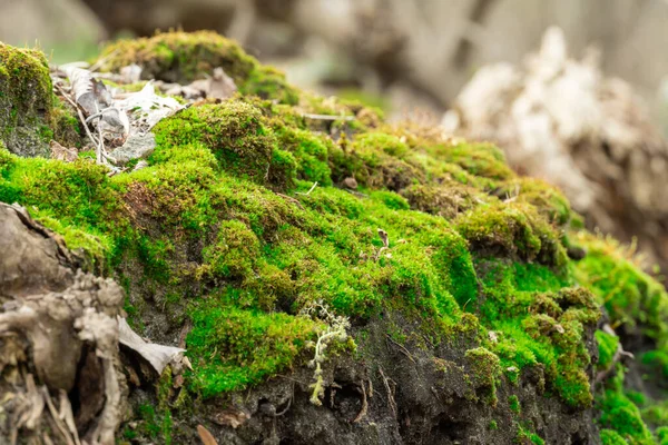 Yeşil genç yosunlar doğada. Ormanda güzel otlar yetişir. Toprak yığını yoğun bitkilerle kaplıdır. Moss dünyanın en yaşlı sakini. Bataklıklar.