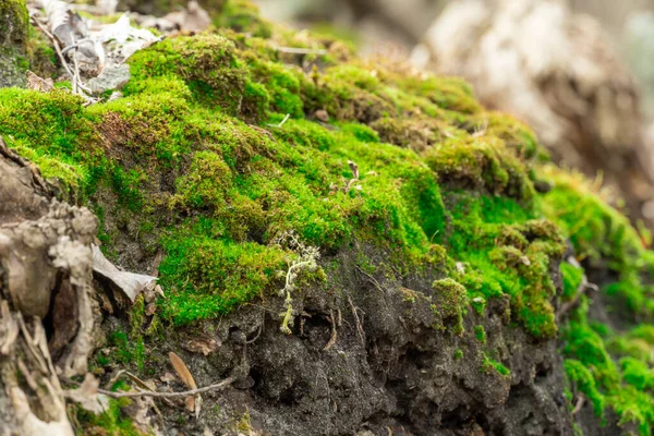 Πράσινα Νεαρά Βρύα Στη Φύση Όμορφο Γρασίδι Φυτρώνει Στο Δάσος — Φωτογραφία Αρχείου