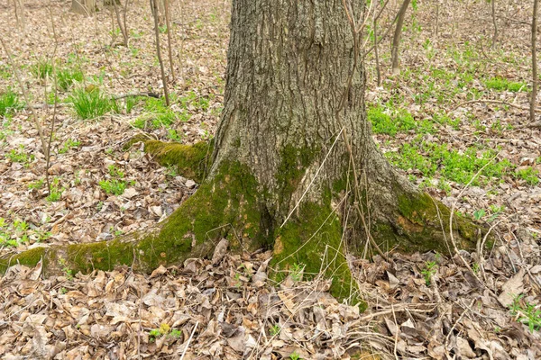 Зелений Молодий Мох Природі Дерево Покрите Густими Рослинами Лісі Росте — стокове фото