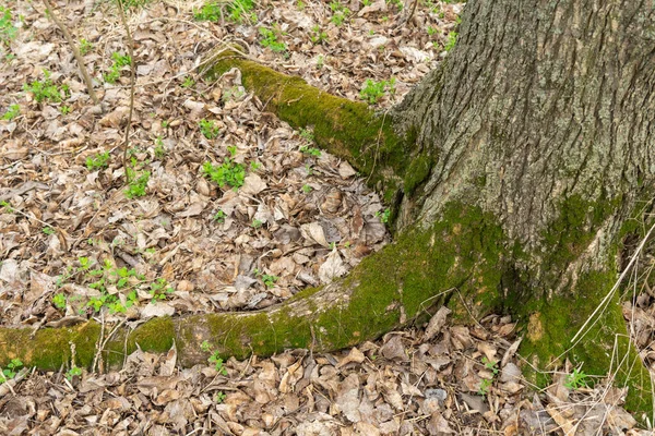 Groene Jonge Mos Natuur Stamboom Bedekt Met Dichte Planten Prachtig — Stockfoto
