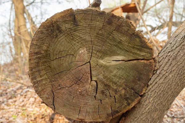 Έπεσε Ένα Δέντρο Στο Δάσος Νεκρά Φυτά Αποψίλωση Μεγάλο Κούτσουρο — Φωτογραφία Αρχείου