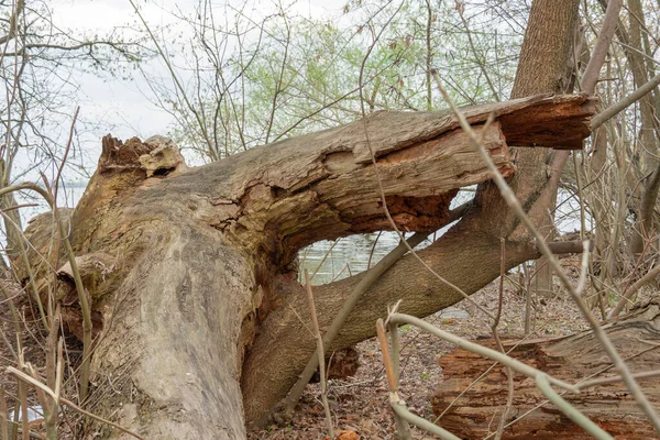 Fallen Trunk Old Tree Big Snags Forest Plant Has Rotted — Photo