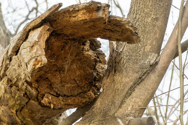 Trunchi Căzut Copac Vechi Zdrenţe Mari Pădure Planta Putrezit Timp — Fotografie, imagine de stoc