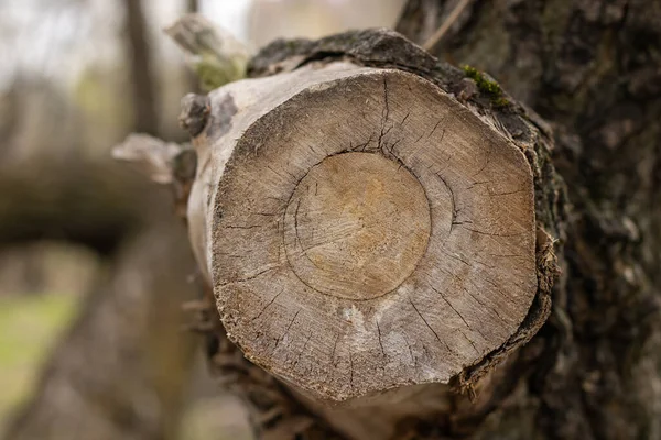 Έπεσε Ένα Δέντρο Στο Δάσος Νεκρά Φυτά Αποψίλωση Μεγάλο Κούτσουρο — Φωτογραφία Αρχείου