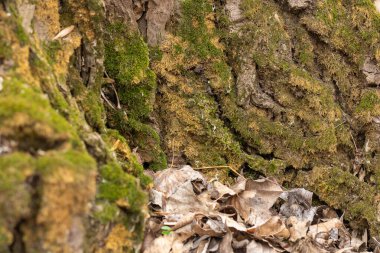 Yeşil genç yosunlar doğada. Gövde yoğun bitkilerle kaplıdır. Ormanda güzel otlar yetişir. Moss dünyanın en yaşlı sakini. Bataklıklar.
