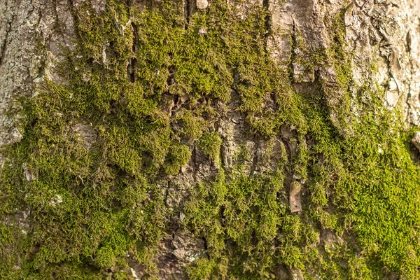 Mușchi Verde Tânăr Natură Trunchiul Este Acoperit Plante Dense Iarbă — Fotografie, imagine de stoc
