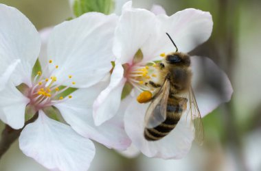 Bahçede bahar mevsiminde kiraz çiçekleri üzerinde Macro fotoğraf bal arısı. Böcek nektar toplar ve polen yayar. Apiculture. Güneşli bir günde, meyve ağacının dalları ve taze yeşil yapraklar..