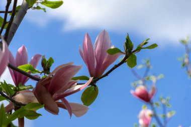 Yakın plan manolya çiçekleri. İlkbaharda ağaçlar çiçek açar. Koyu pembe tomurcuklar. Mavi gökyüzüne karşı güneş ışığında yumuşak yapraklar. Doğada güzellik.
