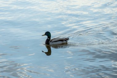 Yaban ördeği nehirde yüzer. Başı ve boynu yeşil, göğsü kahverengi, sırtı gri. Doğada kuş hayatı analar platyrhynchos.