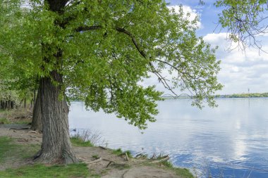 Bahar günü nehir kenarında güzel bir kavak. Sulu yapraklar büyük dalları aşağı indirir. Yeşil, taze çimenler. Mavi gökyüzüne karşı panoramik manzara.