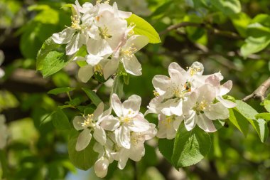 Bahçede bahar mevsiminde elma çiçek açar. Güneşli bir günde, beyaz pembe çiçeklerin güzel dalları ve meyve ağacında genç yeşil yapraklar. Flora desenli doğa dokusu arka planı.