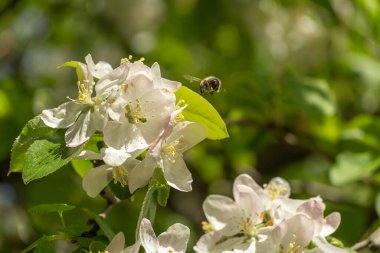 Bahar mevsiminde bahçede elma çiçeği açan bal arısı. Böcek nektar toplar ve polen yayar. Apiculture. Beyaz pembe çiçeklerin dalları ve güneşli bir günde meyve ağacında genç yeşil yapraklar..