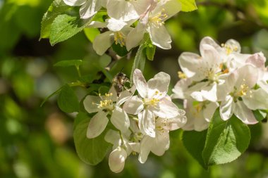 Bahar mevsiminde bahçede elma çiçeği açan bal arısı. Böcek nektar toplar ve polen yayar. Apiculture. Beyaz pembe çiçeklerin dalları ve güneşli bir günde meyve ağacında genç yeşil yapraklar..