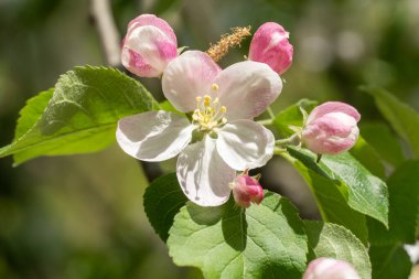 Bahçede bahar mevsiminde elma çiçek açar. Güneşli bir günde, beyaz pembe çiçeklerin güzel dalları ve meyve ağacında genç yeşil yapraklar. Flora desenli doğa dokusu arka planı.