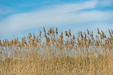 Yakın plan kuru sazlıklar nehir kıyısında mavi gökyüzüne karşı sallanıyor. İnflorasanlar ve bastonlar rüzgârda uçuşuyor. Bataklıktaki kahverengi boğa manzarası. Doğa bitkileri büyüyor..