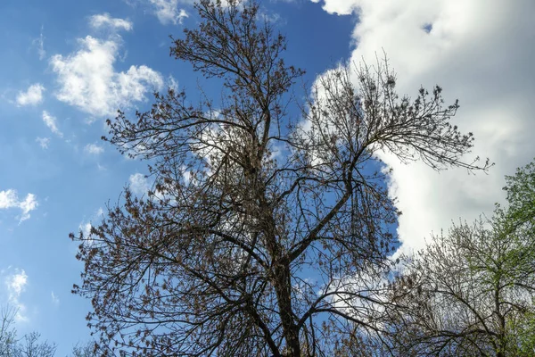 Dark Tree Branches Blue Sky White Cloud Background Natural Wallpaper — Fotografia de Stock