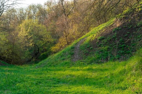 Beautiful Landscape Spring Time Green Wave Hills Grass Field Trees — Fotografia de Stock