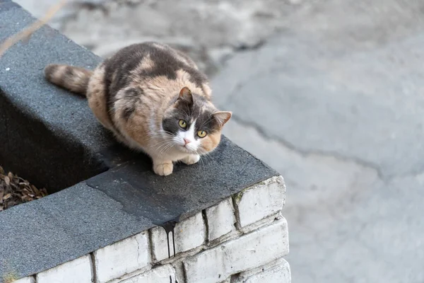 Τρεις Έγχρωμη Νεαρή Γάτα Κάθεται Στην Οροφή Του Σπιτιού — Φωτογραφία Αρχείου