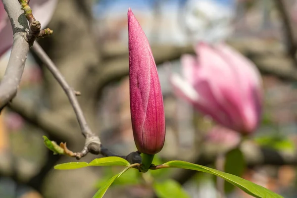 Zbliżenie Kwiaty Magnolii Drzewo Kwitnie Wiosną Ciemnoróżowe Pąki Kruche Płatki — Zdjęcie stockowe