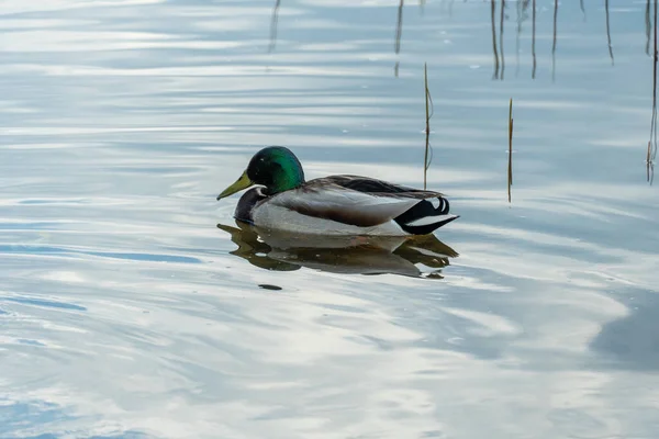 Wild Mallard Duck Swims River Head Neck Male Green Chest — Stockfoto