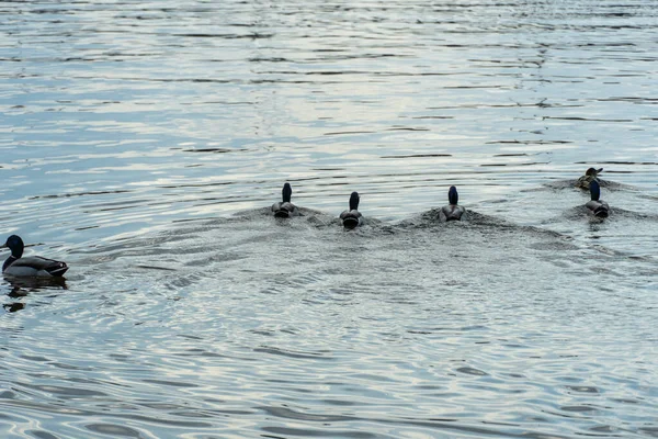 Grupo Ánades Reales Nadando Río Cabeza Cuello Masculinos Son Verdes — Foto de Stock