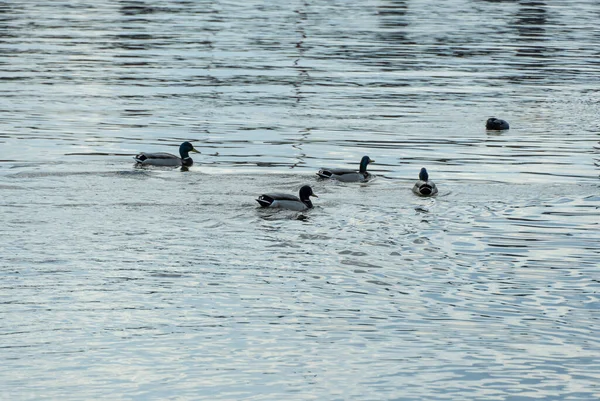 Grupo Ánades Reales Nadando Río Cabeza Cuello Masculinos Son Verdes — Foto de Stock