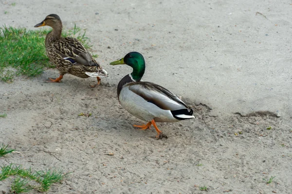Two Mallard Ducks Walk River Bank Bright Beautiful Male Female — Stockfoto